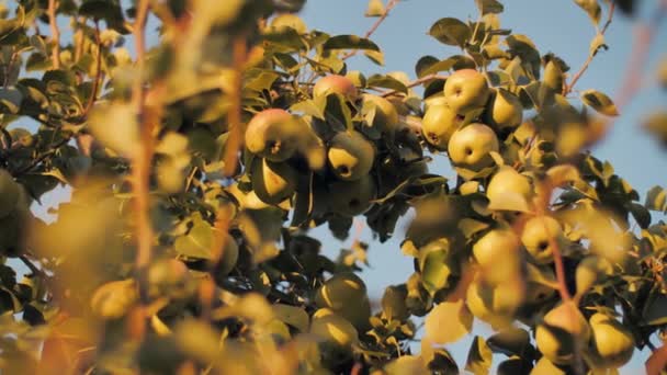 Green pears on the tree — Stock Video