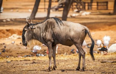 Manda (gnu veya gnou karaca, Connochaetes) içinde belgili tanımlık vahşi içinde Ramat Gan Safari yürüyüş. Orta Doğu'daki insan bakım yaban hayatı en büyük toplama zooloji Merkezi Tel Aviv-Ramat Gan olduğunu.