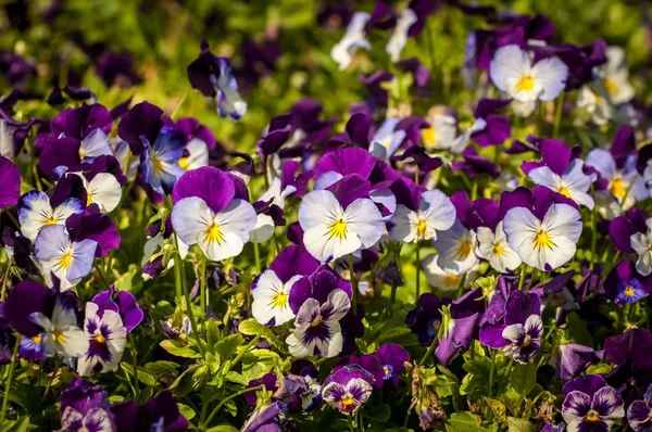 Beautiful wild pansy or viola tricolor flowerbed. This European wild flower has many names: Johnny Jump up, heartsease, heart\'s ease, heart\'s delight, tickle-my-fancy, Jack-jump-up-and-kiss-me, come-and-cuddle-me, three faces in a hood, etc.