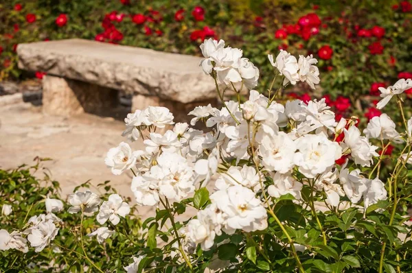 An abstract image of a bench in a cemetery surrounded by beautiful flowers, a concept for life and death, mourning, grief and sorrow, — Stock Image Abstract Image Bench Cemetery Surrounded Beautiful Flowers Concept Life Death Stock Picture