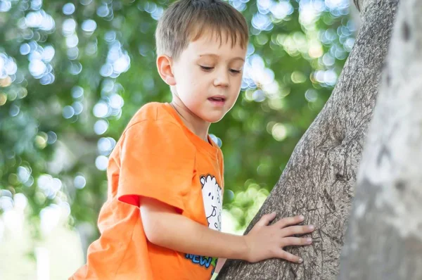 可爱的白种人蓝眼睛的孩子在一个橙色的 T恤爬上树在公园或森林 背景模糊 克服对高度概念图像的恐惧的孩子 — 图库照片