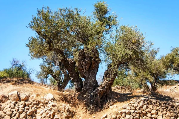 Ancient Olive Tree Hebron Halil — Stock Photo, Image