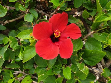 Yeşil yapraklı kırmızı amber çiçeği, güzel kırmızı çiçekli amber çiçeği çalısı..