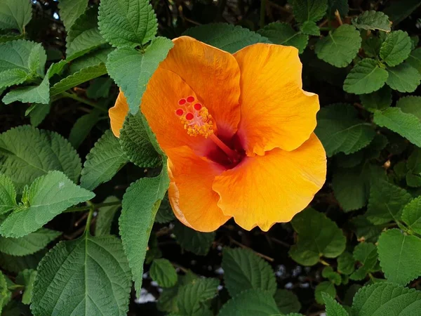 Flor Hibisco Naranja Fondo Las Hojas Verdes Arbusto Hibisco Con — Foto de Stock