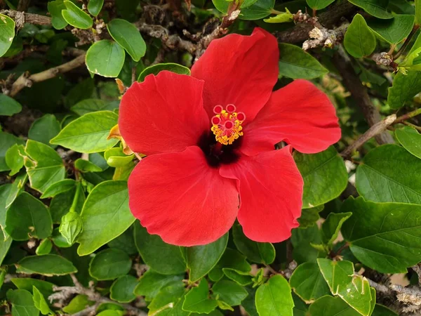 Rote Hibiskusblüte Auf Dem Grünen Blätterhintergrund Hibiskusbusch Mit Einer Schönen — Stockfoto