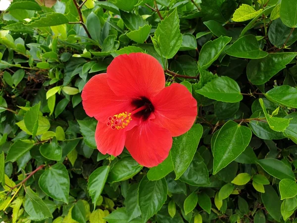 Yeşil yapraklı kırmızı amber çiçeği, güzel kırmızı çiçekli amber çiçeği çalısı..