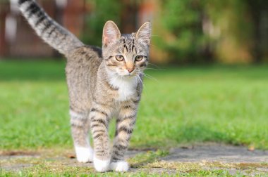 İngiliz kedicik yeşil çimenlerin üzerinde yürüyüş.