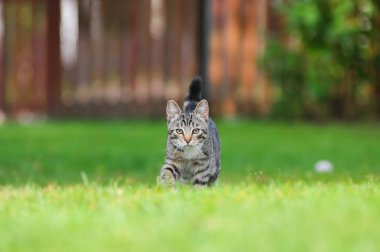 İngiliz kedicik yeşil çimenlerin üzerinde yürüyüş.