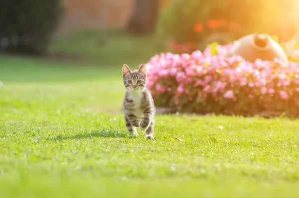 funny cat quickly runs along the path among the grass in the summer garden raised high legs.