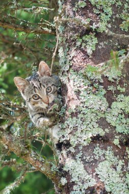 Şirin kedi ağaç, dal küçük kedi yavrusu yatıyor, sevimli hayvanlar doğal yeşil bir arka plan üzerinde üç renk var, memeliler gözünde arıyoruz