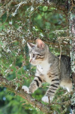 Şirin kedi ağaç, dal küçük kedi yavrusu yatıyor, sevimli hayvanlar doğal yeşil bir arka plan üzerinde üç renk var, memeliler gözünde arıyoruz