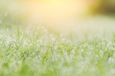 Sabah Manzara gündoğumu çayırda çim ve çiçek Çiy damlaları.
