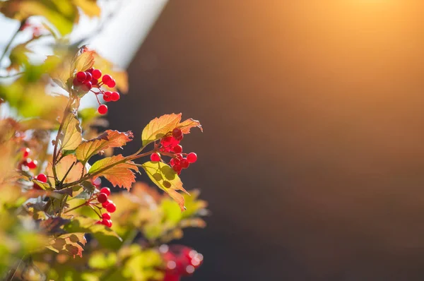 Solen Skiner Genom Viburnum Bären Vid Solnedgången — Stockfoto