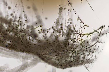 Mikroskop altında birçok bakteri yakın çekim