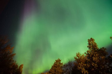 Leningrad bölgesindeki ağaçlar üzerinde dönen yeşil Kuzey ışıkları. Rusya