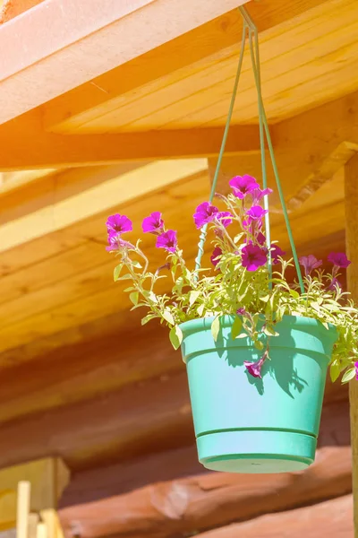 茶色の木製の壁に花の鍋 — ストック写真