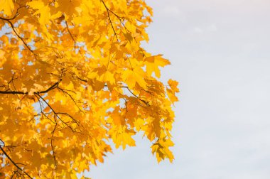 Sarı akçaağaç yaprakları mavi gökyüzü
