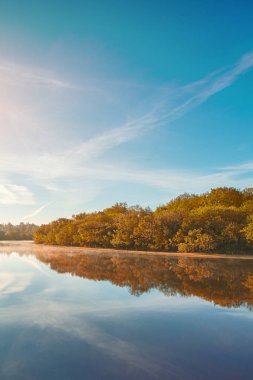 Sonbahar sisli sabahı. Sonbahar şafak sahne. Sisli riverbank Alden ağaçta.