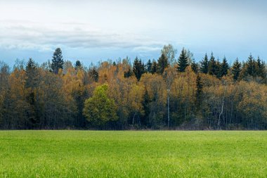 Çim ve orman ile mayınları bir alan. Sonbahar manzara.