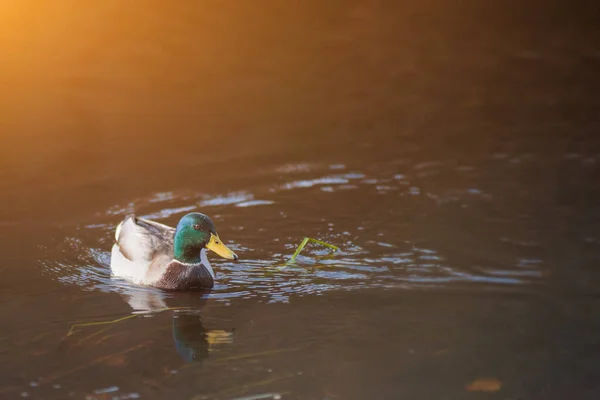 Bebek Mallard Berenang Seluruh Ayunan Dari Pantulan Emas Musim Gugur — Stok Foto