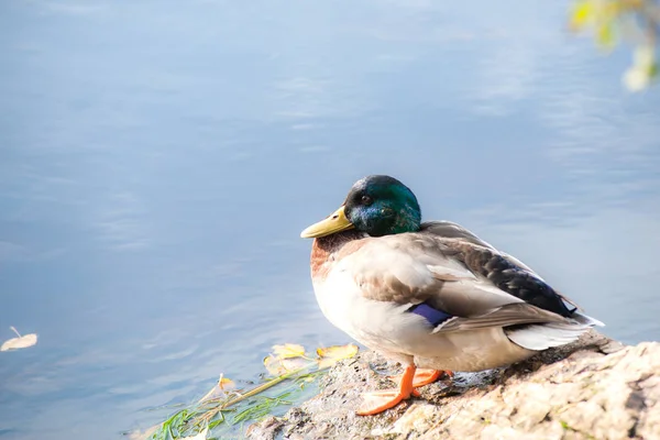 Manliga Vildanden Sola Stenen — Stockfoto