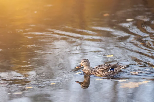 Gräsand Simmar Över Wters Höstens Gyllene Speglar — Stockfoto