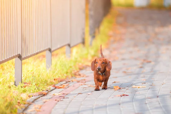 Собака Такса Бежит Дороге Осенью — стоковое фото