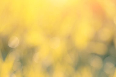 ağaç, yeşil arka plan yeşil bokeh