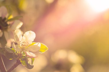 Bahar çiçeği: çiçek açan bir elma ağacının arka plandaki dalı.