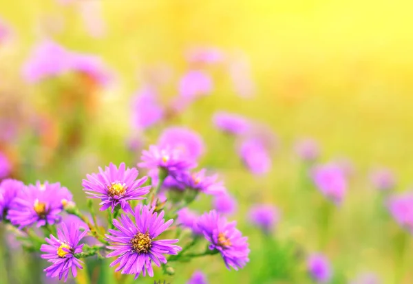 Aster alpinus alp aster batımında geç sonbaharda.