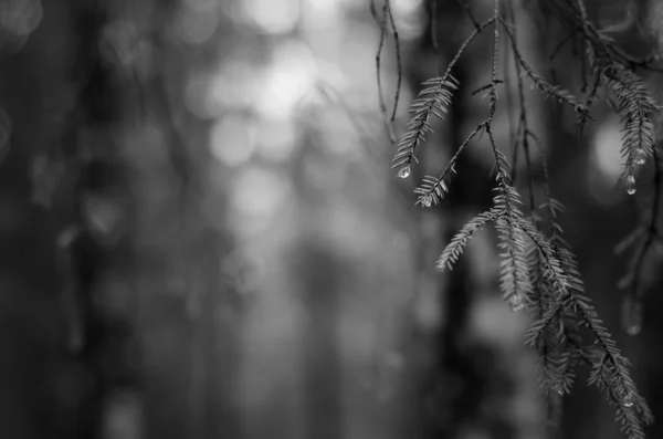 Черно Белый Образ Красивых Дождевых Капель Сосновых Листьях — стоковое фото