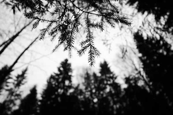 Geniş Açılı Bir Siyah Beyaz Ağaçlar Çıplak Dallarında — Stok fotoğraf