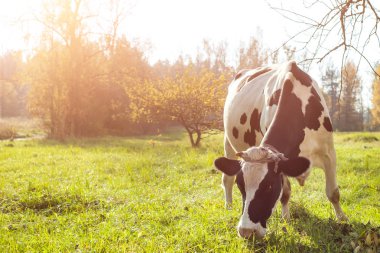 Güzel, beyaz, kızıl saçlı, otlaktaki genç inek kameraya bakıyor.