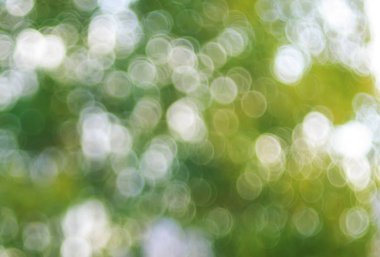 Güneşten gelen Bokeh Işığı Yaprakların arasından.