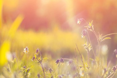 Vintage Fotoğraf günbatımı güzel mor çiçegi.