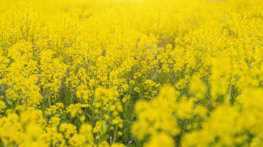 Kolza tohumu tarlası, çiçek açan kanola çiçekleri kapanıyor. Yazın sahada tecavüz. Parlak sarı kolza yağı. Çiçekli kolza tohumu.