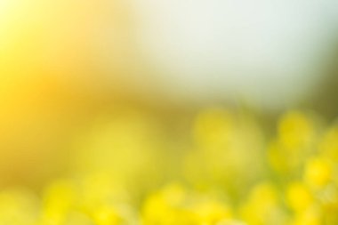 Harika sarı güneş ışığı ile arka plan bulanık. Bokeh.