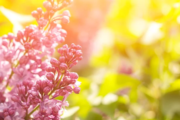 Fioritura Primavera Rosa Brillante Fiori Lilla Ramo Soleggiato Naturale Stagionale — Foto Stock