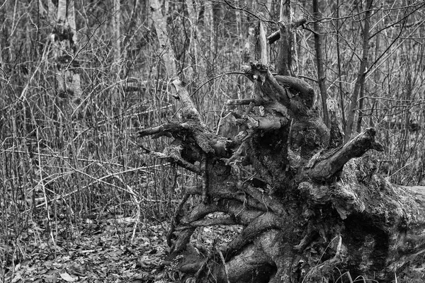 Большое Старое Упавшее Дерево Корни Лесу — стоковое фото