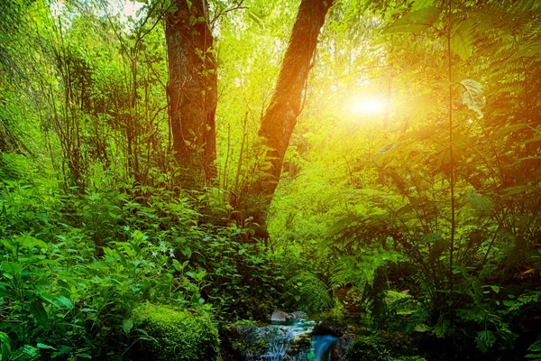 Fantastiskt Regnskogen Bäcken Och Stenar Solnedgången — Stockfoto