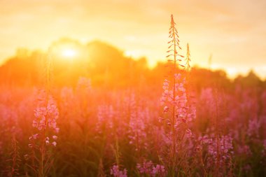 Ivan-çay, bitkisel çay günbatımı sahada kiprei, epilobium yakın çekim