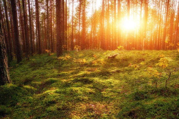 Güzel gün batımı arkasında Rusya Forrest. Bir ormandaki ağaçların arasından güneş ışınları gündoğumu