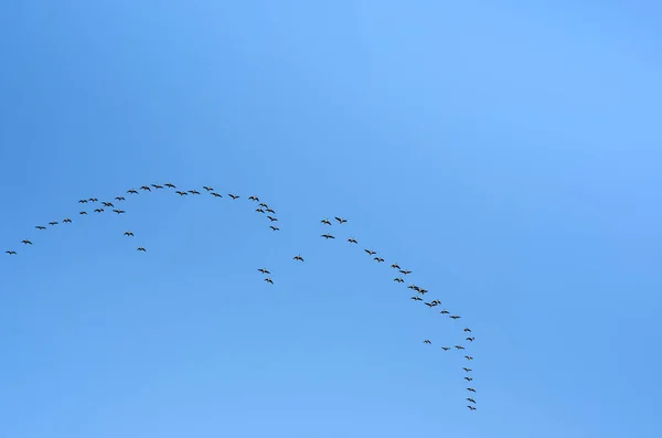Hejno Hus Letících Proti Modré Obloze Migrace Jih Nebo Sever — Stock fotografie