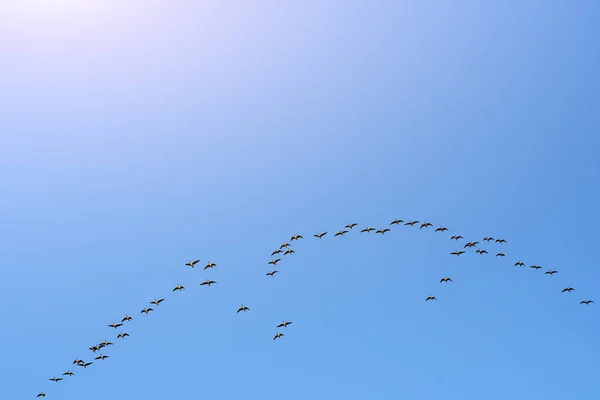 一群鹅对着南或北移的蓝天飞行 — 图库照片