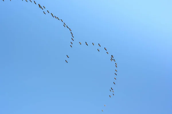 Flock Geese Flying Blue Sky Migrating South North — Stock Photo, Image
