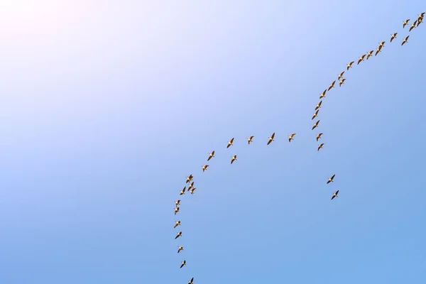 Flock Geese Flying Blue Sky Migrating South North — стоковое фото