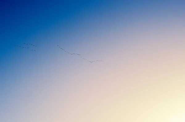 Una Bandada Gansos Volando Contra Cielo Azul Migrando Sur Norte — Foto de Stock