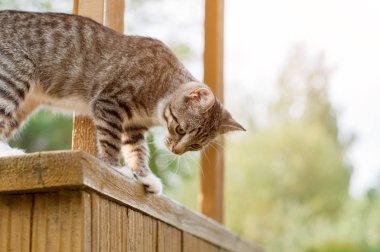 Gri kedi Sit verandada. Sideview Gri kedi ahşap orda öyle üzerinde oturan ve seyir aşağı