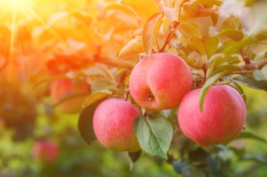 Bahçedeki pembe olgun elma parlak güneş parlak kırmızı elma ile güneş ışığı ile.