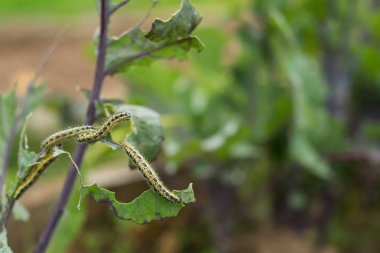 Lahana Caterpillar larva bir lahana yaprağı yemek kelebek beyaz. Bir tırtıl bahçede yeşil yaprak yemek makro görünümü.
